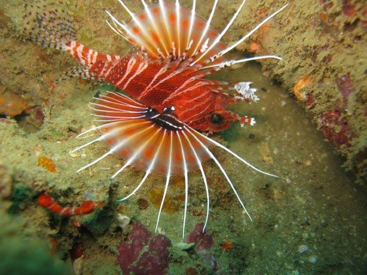 Seadina Coral Home Ματάρα Εξωτερικό φωτογραφία