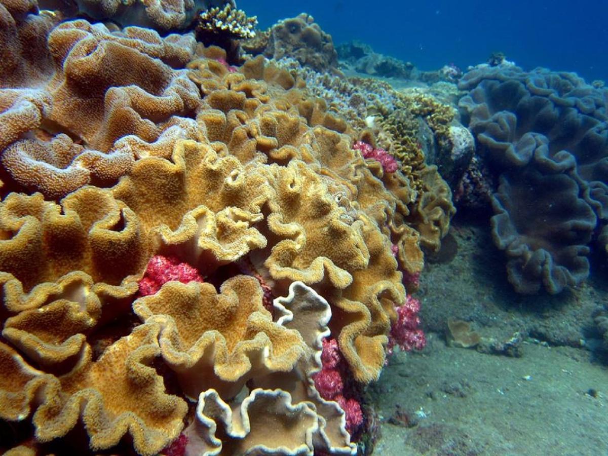 Seadina Coral Home Ματάρα Εξωτερικό φωτογραφία
